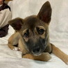お問い合わせを頂きましたオス子犬 サムネイル4
