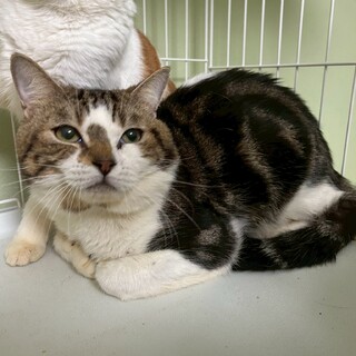 【アメショMIX】シャイなおうじろう君