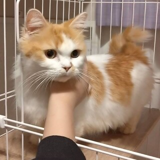 モフモフ長毛の短足マンチカン♡シャルルちゃん