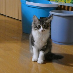 トラの子猫です