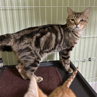 好奇心旺盛！優しい男の子★ようじろうくん