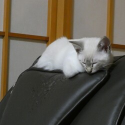 しっぽがキジトラの白い子猫です