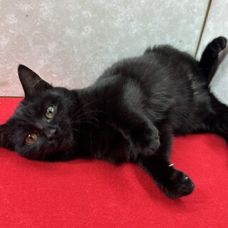 5兄弟！保護主に感謝して里親から愛情を❤つばめ