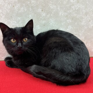 5兄弟！保護主に感謝して里親から愛情を❤ひばり