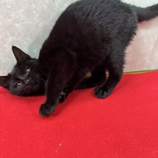 にゃんぷろの達人☆トトく」兵庫県 - 猫の里親募集(509685