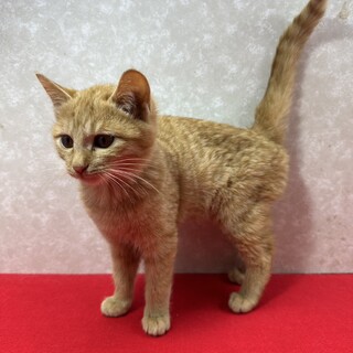 5兄弟！保護主に感謝して里親から愛情を❤空海