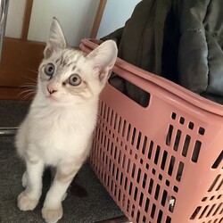 白にトラの模様のある子猫です