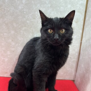 5兄弟！保護主に感謝して里親から愛情を❤雲海