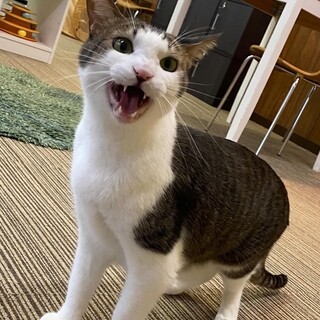 キジ白　れい君　里親様募集中☆彡