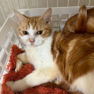 【マンチカンMIX】茶白美少女❤️こむぎちゃん