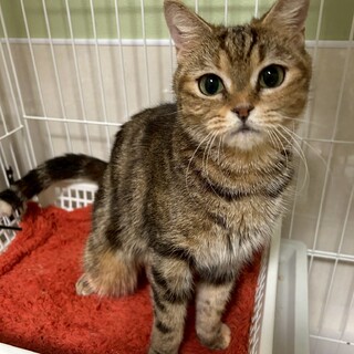 【アメショMIX】ひすいちゃん★ブラウンタビー