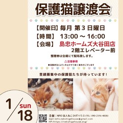 子猫～シニア猫❤足立区島忠ホームズ大谷田店(千代田線北綾瀬駅から徒歩10分)