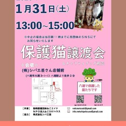 子猫～シニア猫❤埼玉県八潮市　㈱シバ工芸店舗前(TX線八潮駅から徒歩２分)