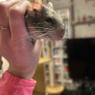 ブルーデグーの女の子(里親決定しました)