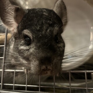 チンチラグレー(里親決定)