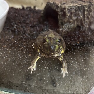 チャコガエル(里親決定)