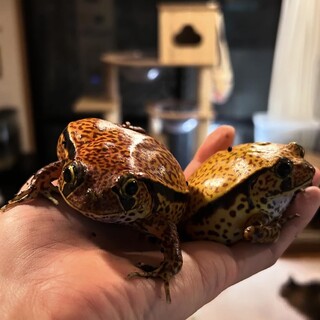 サビトマトガエル　2匹(里親決定)