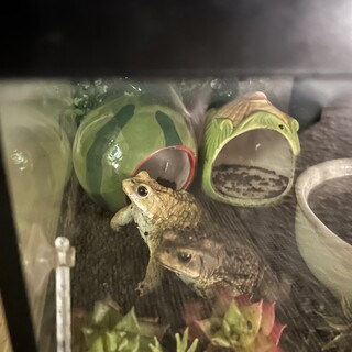 ミヤコヒキガエル　2匹(里親決定)