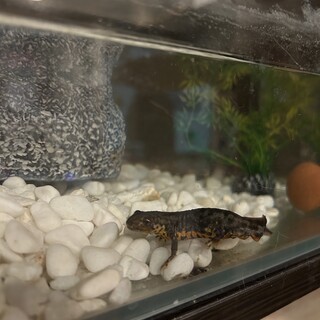 ミナミクシイモリ(里親決定)