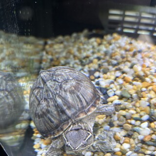 ミシシッピニオイガメ(里親決定)