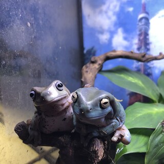 イエアメガエル3匹(里親決定)