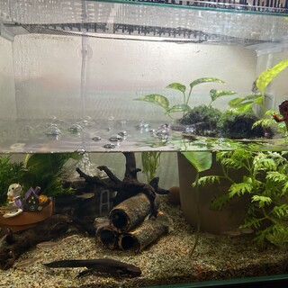 イモリウム(里親決定)