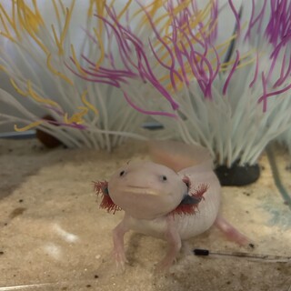 ウーパールーパーリューシ(里親決定)