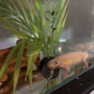 イベリアトゲイモリ(里親決定)