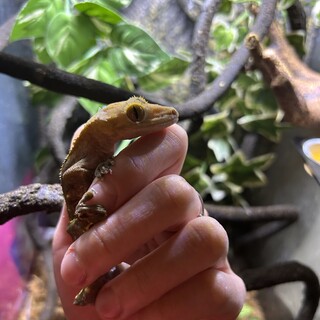 クレステッドゲッコー(断尾)(里親決定)