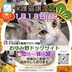 保護猫譲渡会Cat'seye