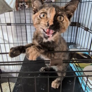 甘々キャラメルブリュレなサビ柄女の子