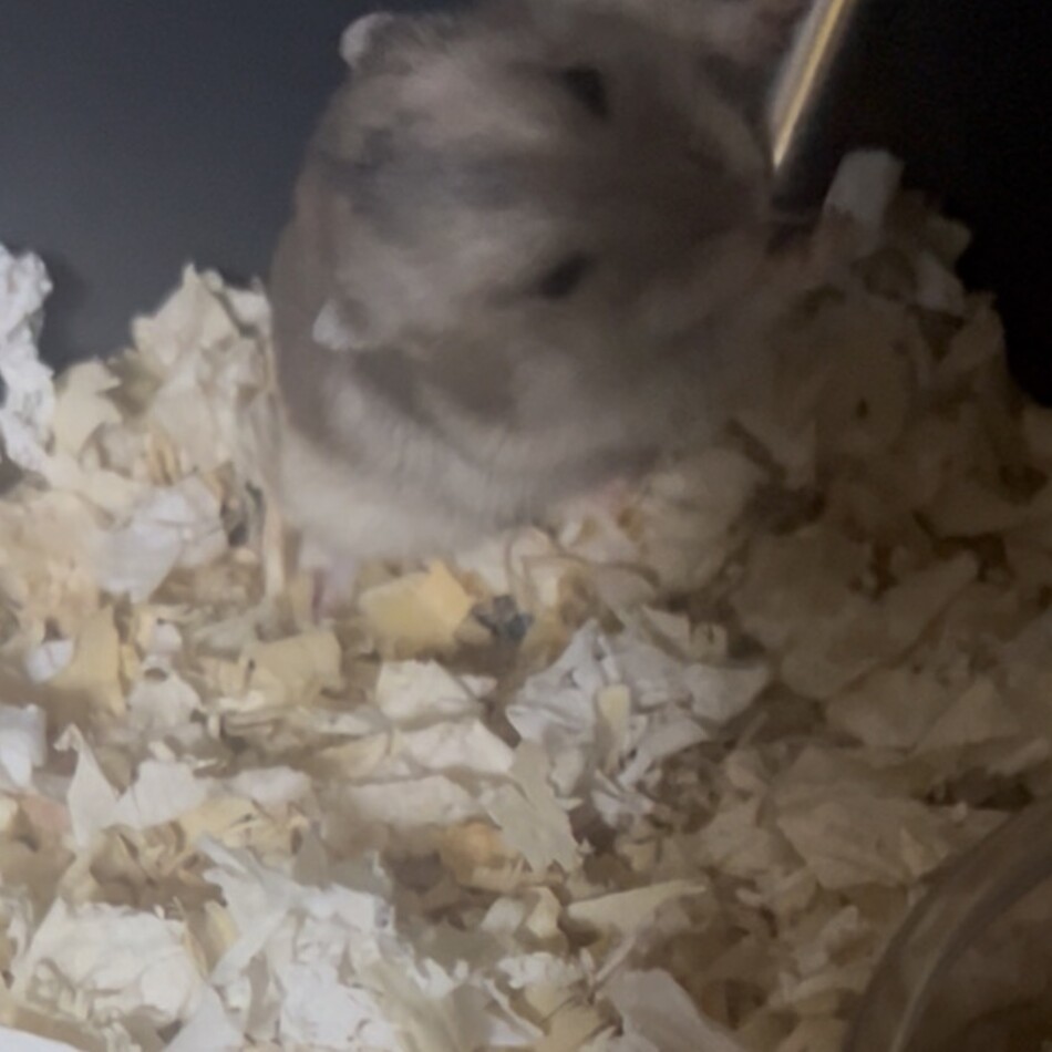 みめものカバー写真