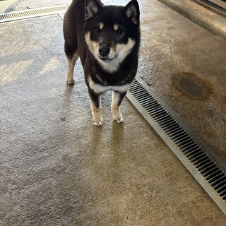 11ヶ月の黒柴の優しい女の子