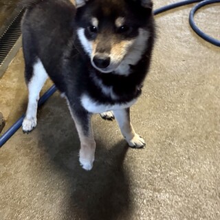 11ヶ月の元気な黒柴な男の子