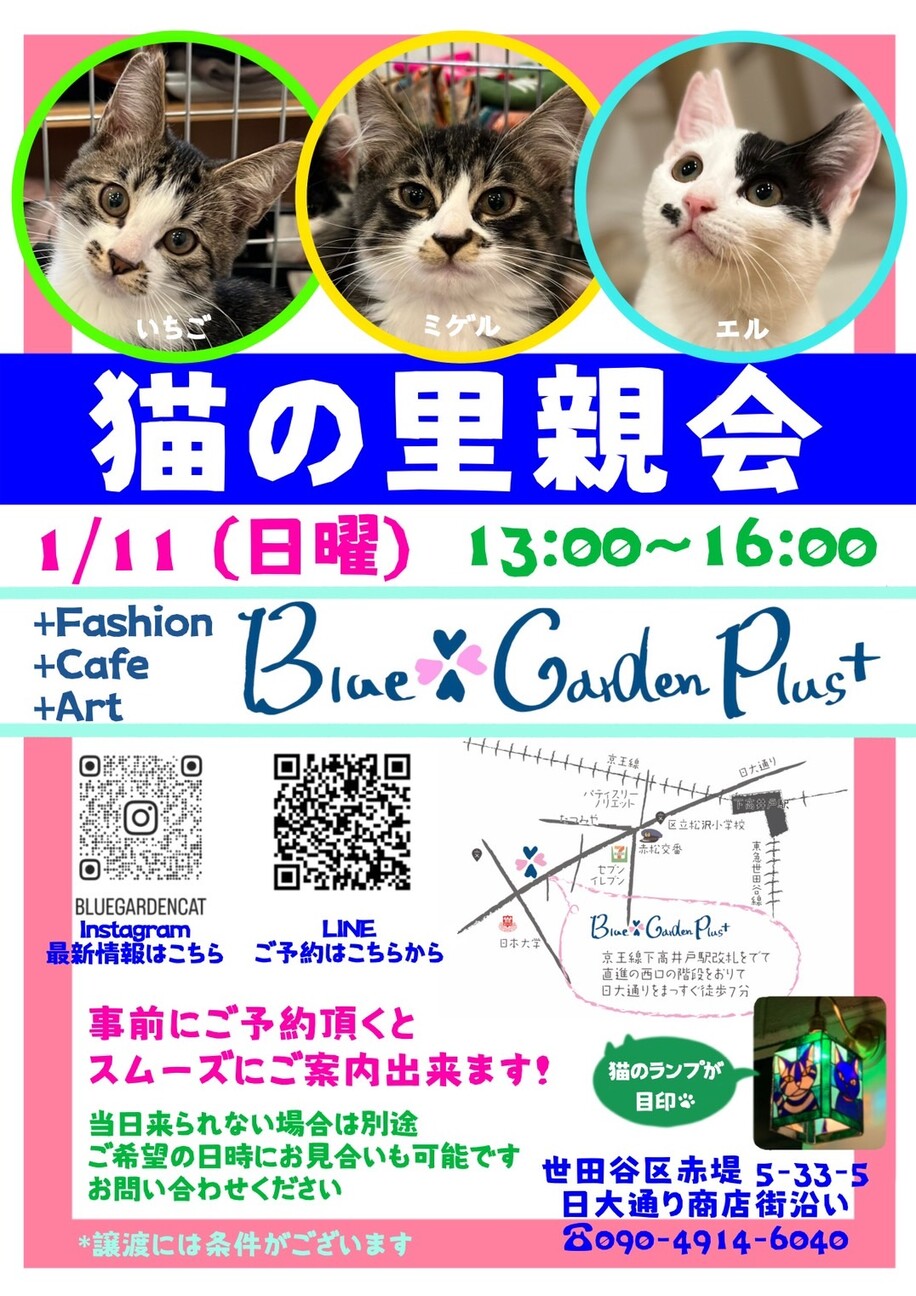 猫の里親会in世田谷区 」（Blue Garden katoのイベント #27951