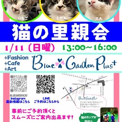 猫の里親会in世田谷区 下高井戸駅
