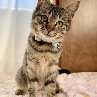 トライアル決定！甘えん坊♡キジトラ猫　ももちゃん