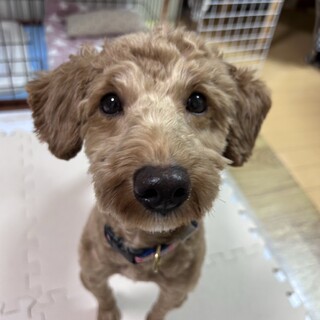 元気いっぱいちょっと大きめのトイプードル