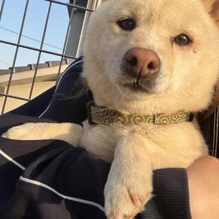 白柴女の子おみき