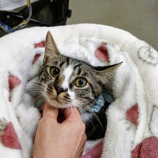 ホントは甘えん坊なキジシロ男の子 1歳