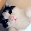 ✿ハチワレ小猫くん✿