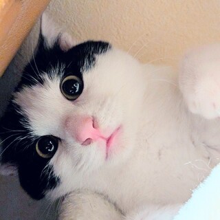 ✿ハチワレ小猫くん✿