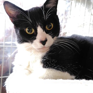 お鼻がハート、ハチワレはっちゃん