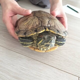 ミドリガメ（メス）2匹の里親募集！
