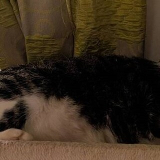 ��������Ȗѕ��݂̃n���T���{�[�C�P�˔�