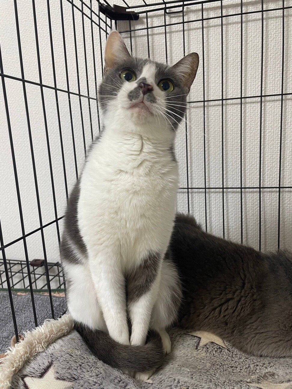 キャンドルテール‪‪❤︎‬グレー白のつぶあんちゃん サムネイル2