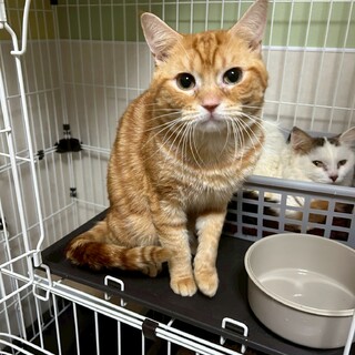 【アメショMIX】りゅうきくん  レッドタビー