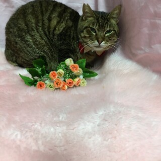 麗しい…流し目の美猫『ヒスイ君』２歳