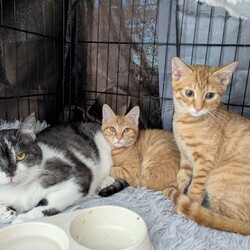 in岡崎市☆初ねこ☆猫達を暖かいオウチに迎えよう2026年1月4日（日）ちーむにゃいんず