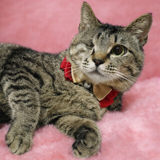 片目ハンデ！おっとり穏やか『大吉くん』２歳